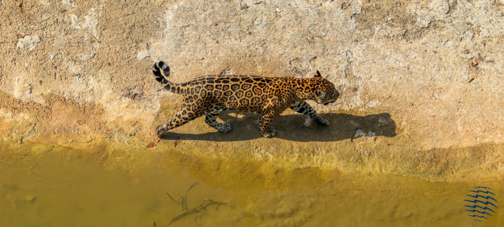 Guyana Wildlife
