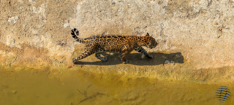 Guyana Wildlife